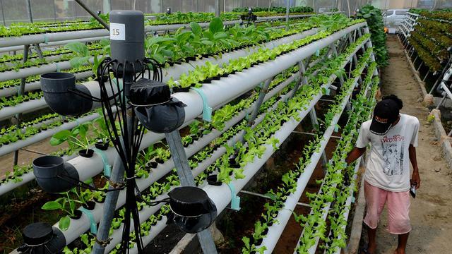 Tanaman iHidroponiki di iRumahi iKacai Jauh Lebih Aman Health 